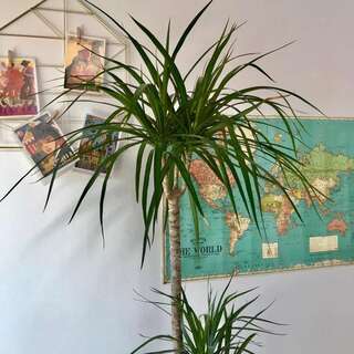 Апарт-отели Camino Home 2 Клуж-Напока Апартаменты - Двухуровневые-15